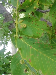 Aceria erinea