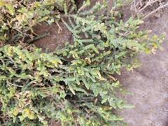 Halocnemum strobilaceum