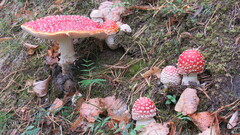 Amanita muscaria