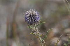 Echinops ritro