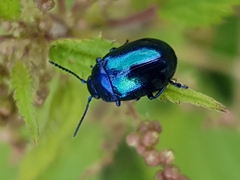 Chrysolina coerulans