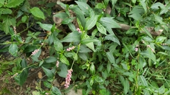 Persicaria