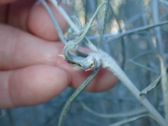 Gnorimoschema octomaculella