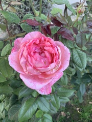 Rosa