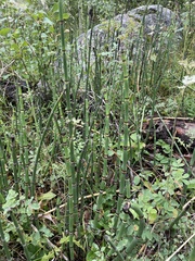 Equisetum hyemale