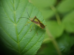 Acanthosoma haemorrhoidale