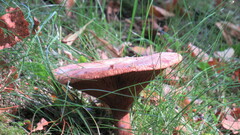 Paxillus involutus