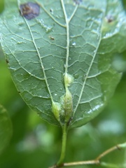 Pachypsylla