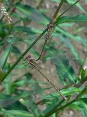 Lestes barbarus