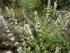 Nepeta italica