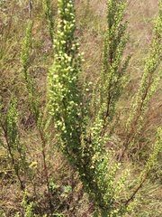 Artemisia biennis