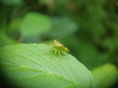 Acanthosoma haemorrhoidale