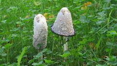 Coprinus comatus