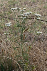Achillea millefolium