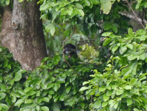 Cercopithecus cephus