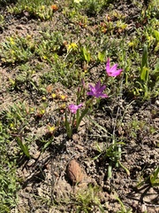 Hesperantha pauciflora