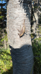 Tettigoniinae