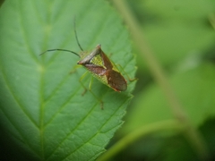 Acanthosoma haemorrhoidale