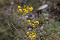 Bupleurum multinerve