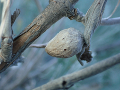Rhopalomyia nucula