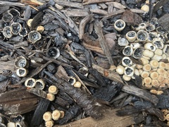 Nidulariaceae