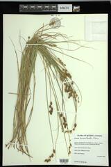Carex hormathodes