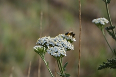 Achillea millefolium