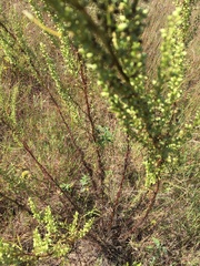 Artemisia biennis