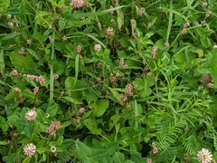 Persicaria