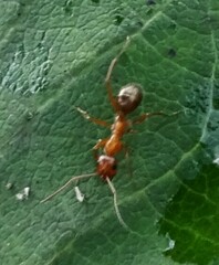 Formica pallidefulva