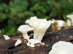 Favolus brasiliensis