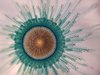 Capitata - Photo (c) Fabio Moretzsohn, some rights reserved (CC BY-NC), uploaded by Fabio Moretzsohn