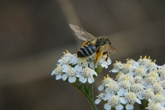 Andrena flavipes