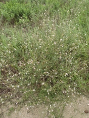 Oenothera lindheimeri