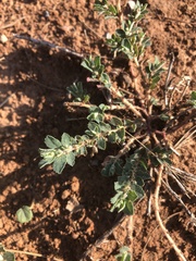 Euphorbia stictospora
