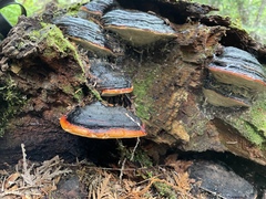 Fomitopsis mounceae