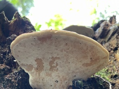 Fomitopsis mounceae