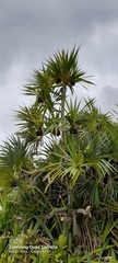 Pandanus utilis