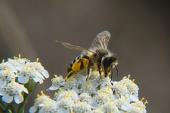 Andrena flavipes