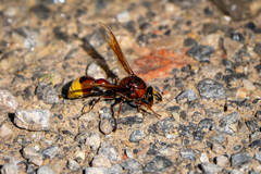 Delta unguiculatum