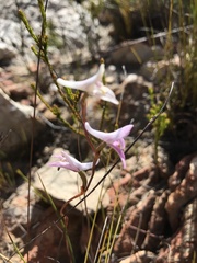 Disa bifida