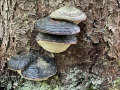 Fomitopsis mounceae