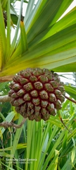 Pandanus utilis