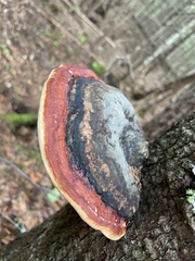 Fomitopsis mounceae