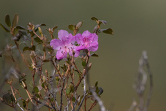 Rhododendron ledebourii