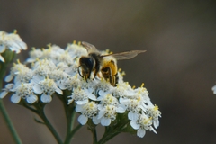 Andrena flavipes