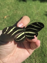 Heliconius charithonia