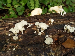 Favolus brasiliensis