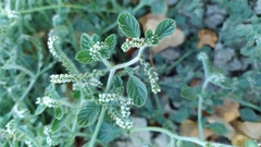 Heliotropium
