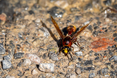 Delta unguiculatum